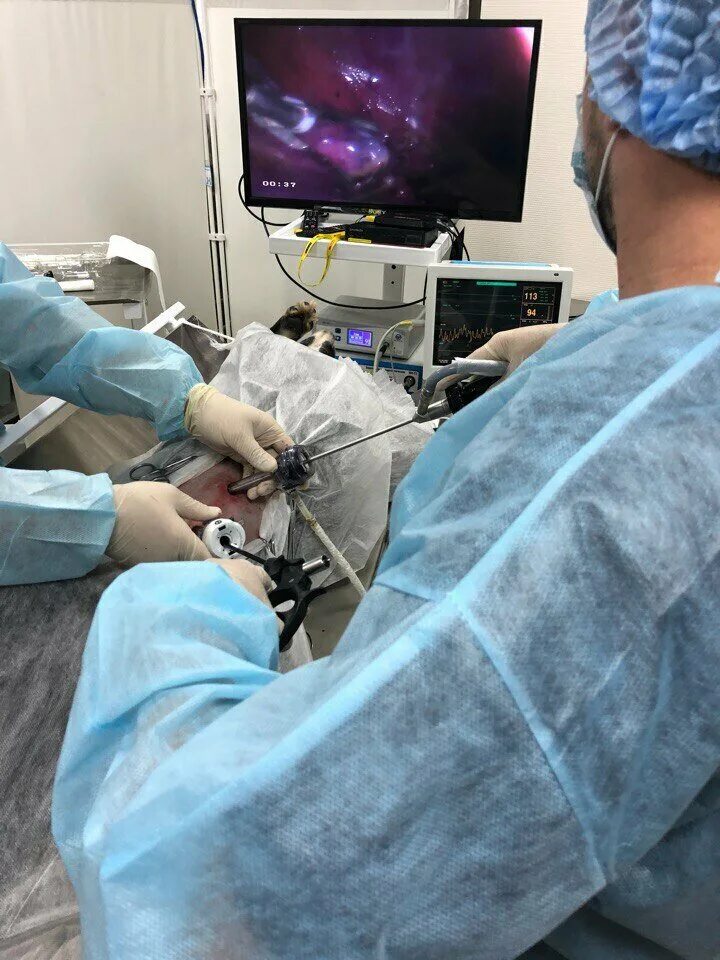 ветеринарный лазарет липецк московская. ветлазарет липецк. ветеринарная клиника сухум. участковая ветеринарная клиника. вет лазарет.