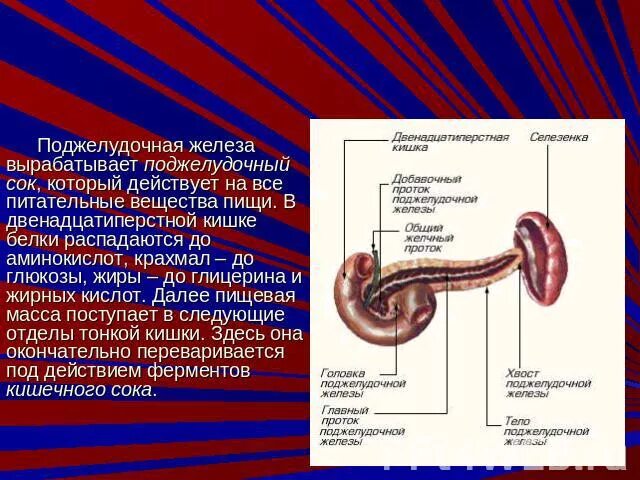 Орган вырабатывающий железо