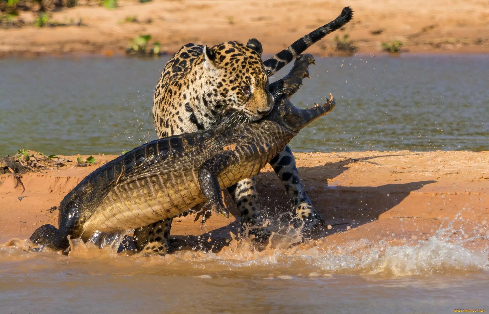 Крокодил про животных. Нильский крокодил охота на Львов. Ягуар и Кайман. Ягуар против аллигатора. Леопард против крокодила.