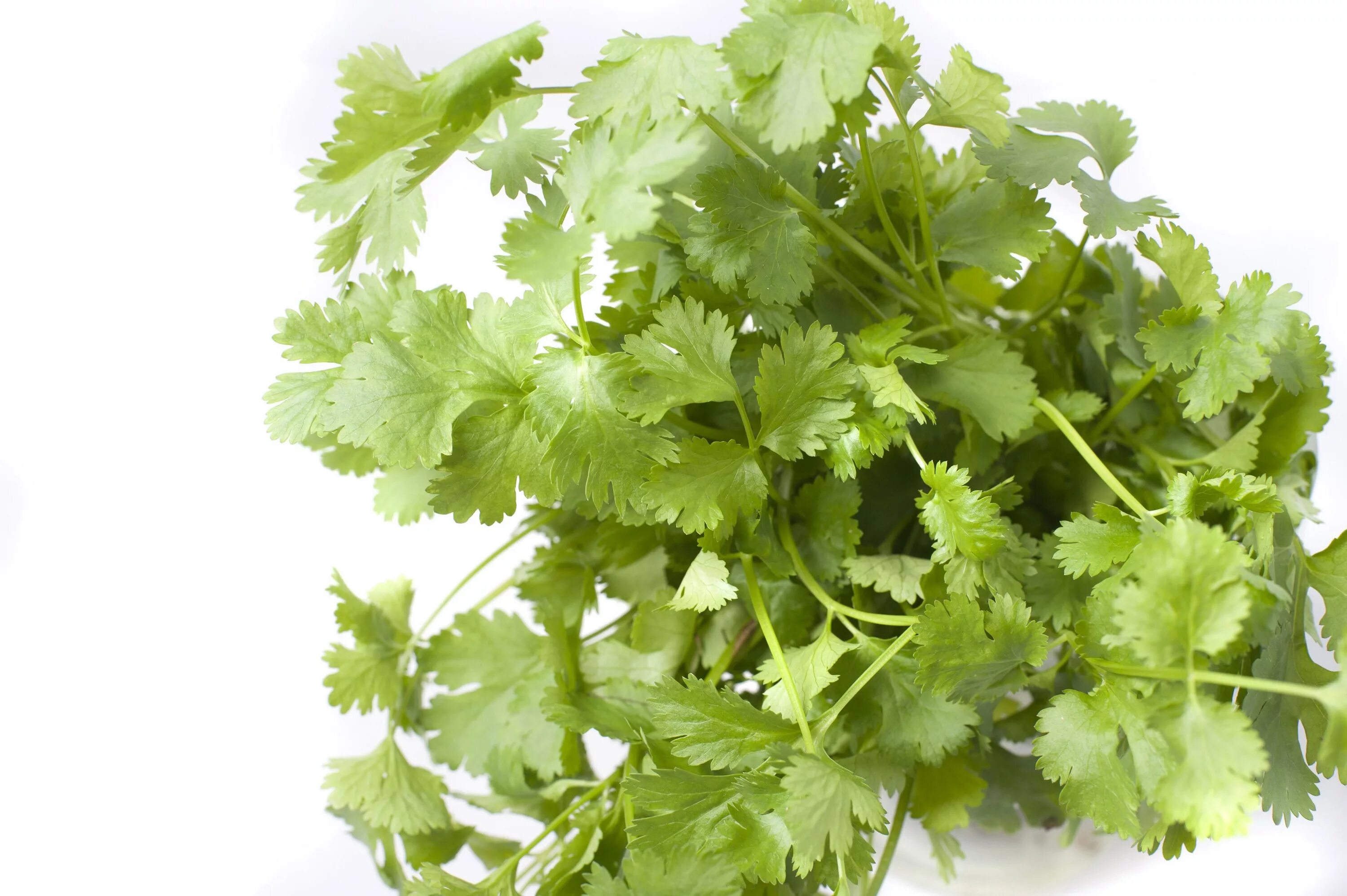 Кориандр 5 букв. Fresh coriander. Barjom coriander. Пучок кинзы. Кориандр на белом фоне.