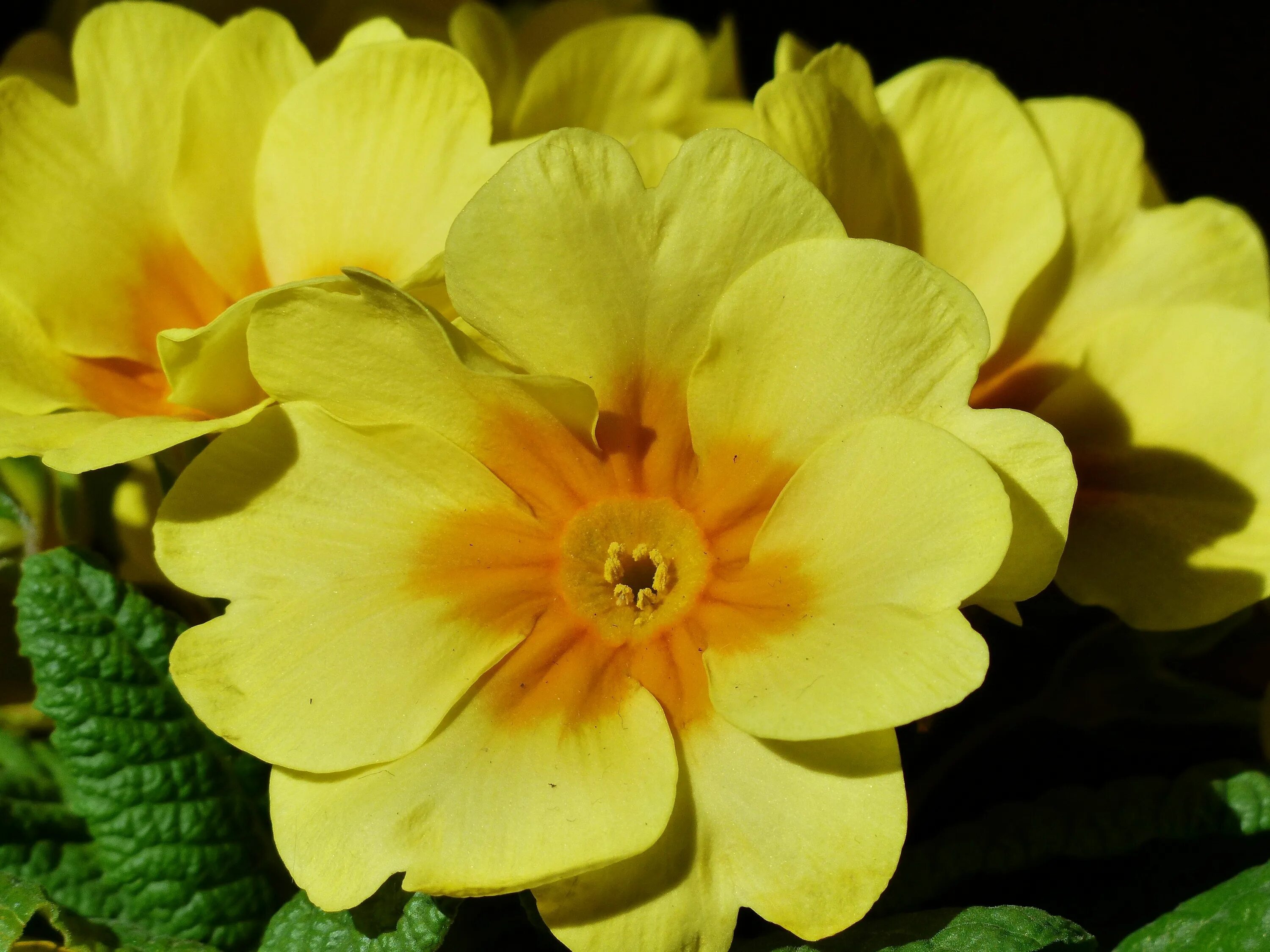 Free Image on Pixabay - Primrose, Primula, Blossom, Bloom Primula, Bloom, Stock 