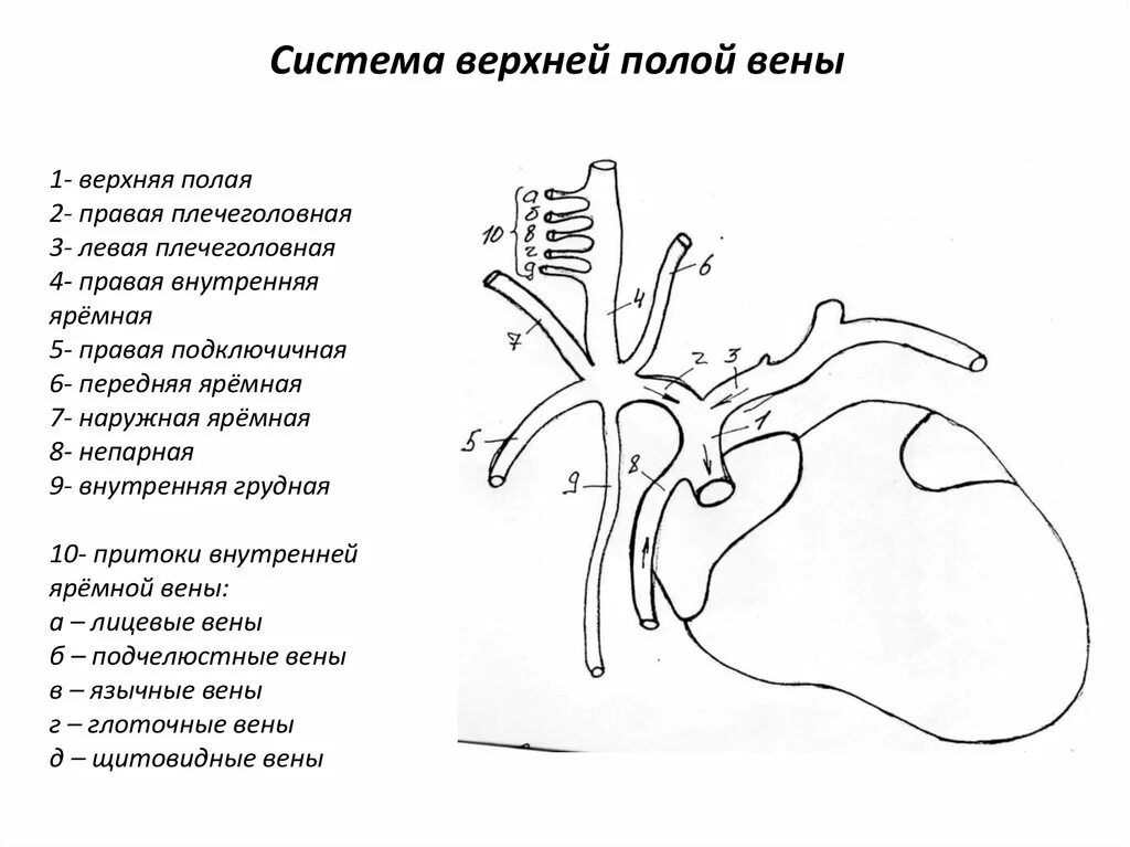 Верхняя полая Вена анатомия схема. Венозная система анатомия верхняя полая Вена. Верхняя полая Вена анатомия ветви. Схемы вен верхняя полая Вена.