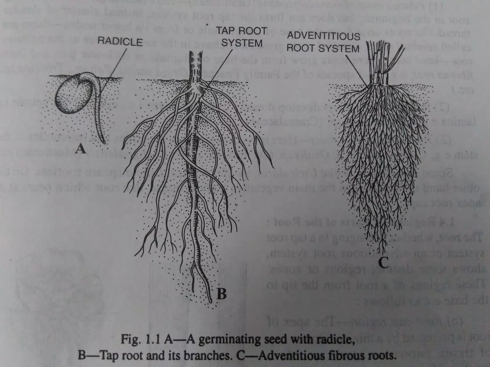 Define root