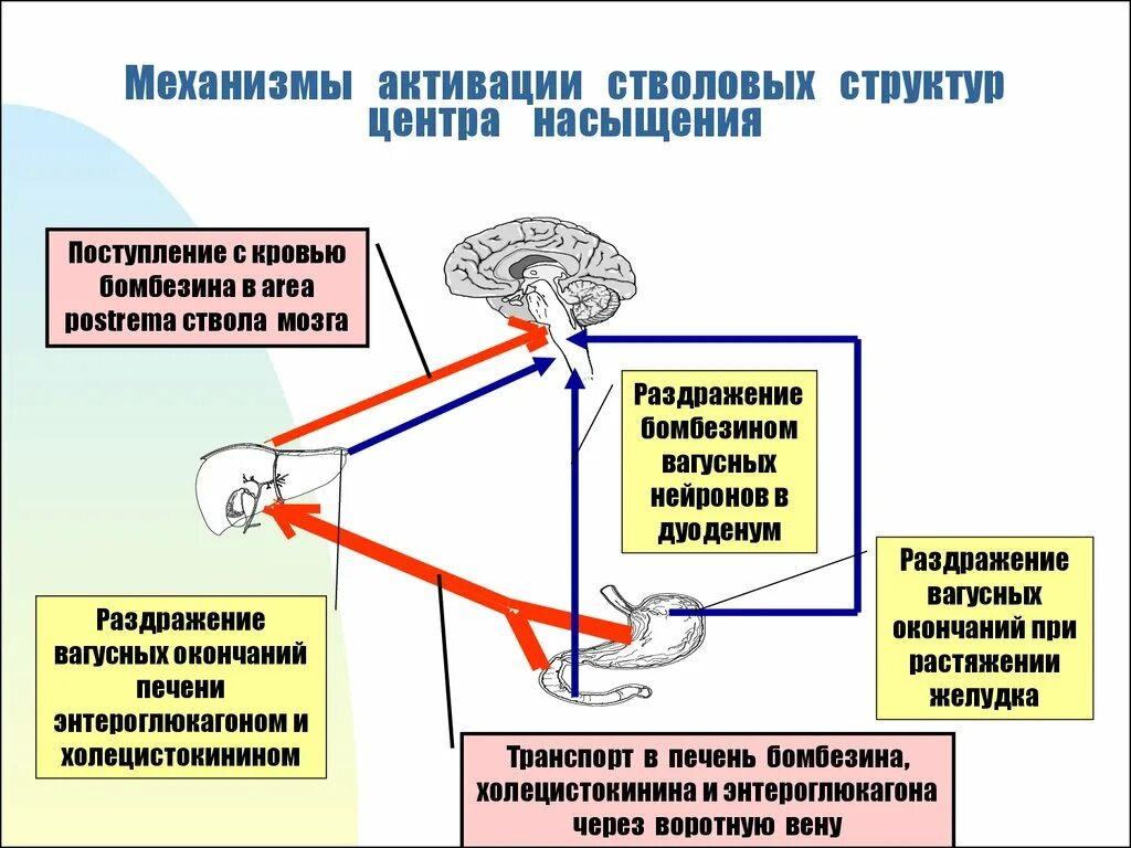 Содержит центры теплорегуляции голода и насыщения жажды. Физиологические механизмы насыщения.. Механизмы активации стволовых структур центра насыщения. Механизм сенсорного насыщения. Механизм формирования голода и насыщения.