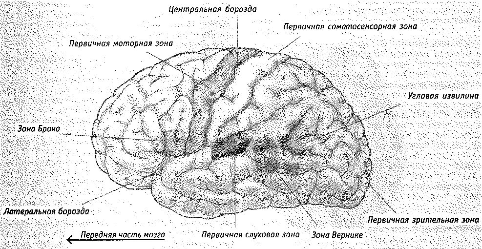 Извилины коры больших полушарий. Функциональные зоны коры головного мозга Центральная борозда. Извилины брюс