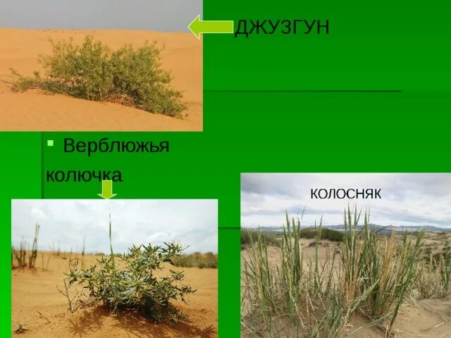 Колосняк природная зона. Верблюжья колючка и джузгун. Верблюжья колючка колосняк джузгун. Растения колосняк и джузгун. Верблюжья колючка джузгун Полынь.