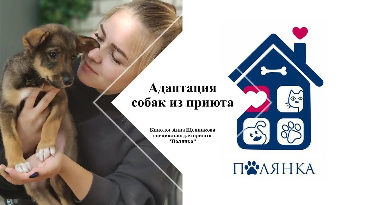 адаптация собаки. адаптация собаки. как понять что собака из приюта адаптировалась. адаптация собаки. дрессировка овчарки.