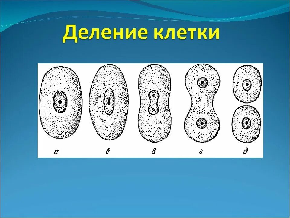 Деление растительной клетки 6 класс биология. Процесс деления клетки 6 класс биология. Схема размножения клеток. Деление клетки 5 класс биология.