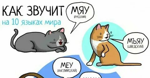Как будет писаться кошка