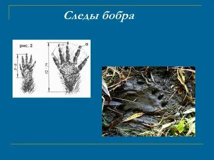 Следы бобра