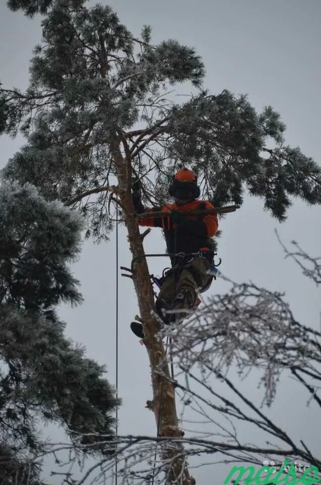 Валка деревьев смета. Кронирование деревьев. кронирование сосны. валка деревьев. кронирование деревьев в москве.