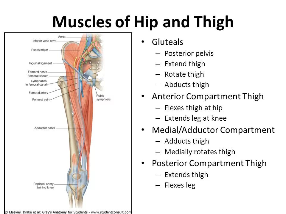 Hips and thighs. Hip thigh. Thigh Hip отличие. Thighs или Hips. Hip tight разница.