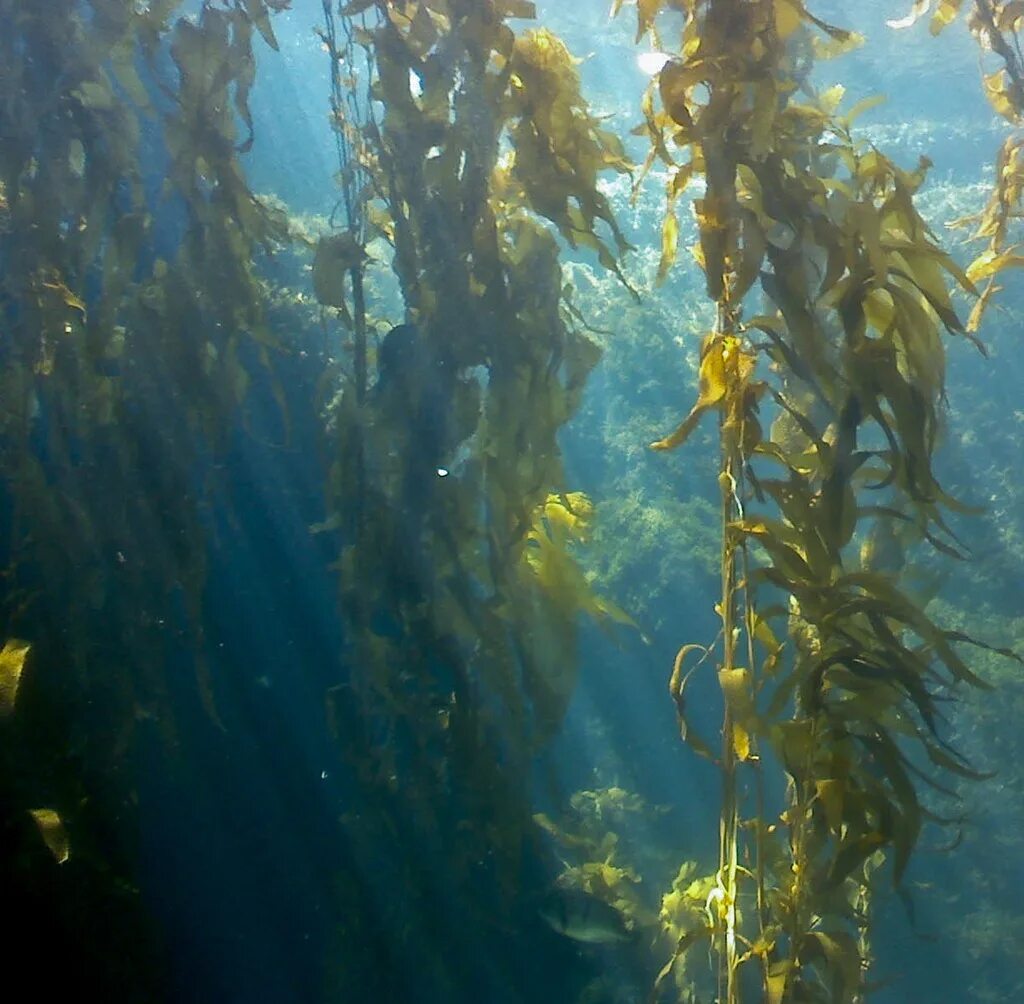 келп водоросли. келп морская капуста. келп водоросли. бад водоросли келп. келп водоросли.