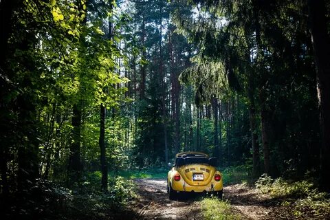 Авто лесной