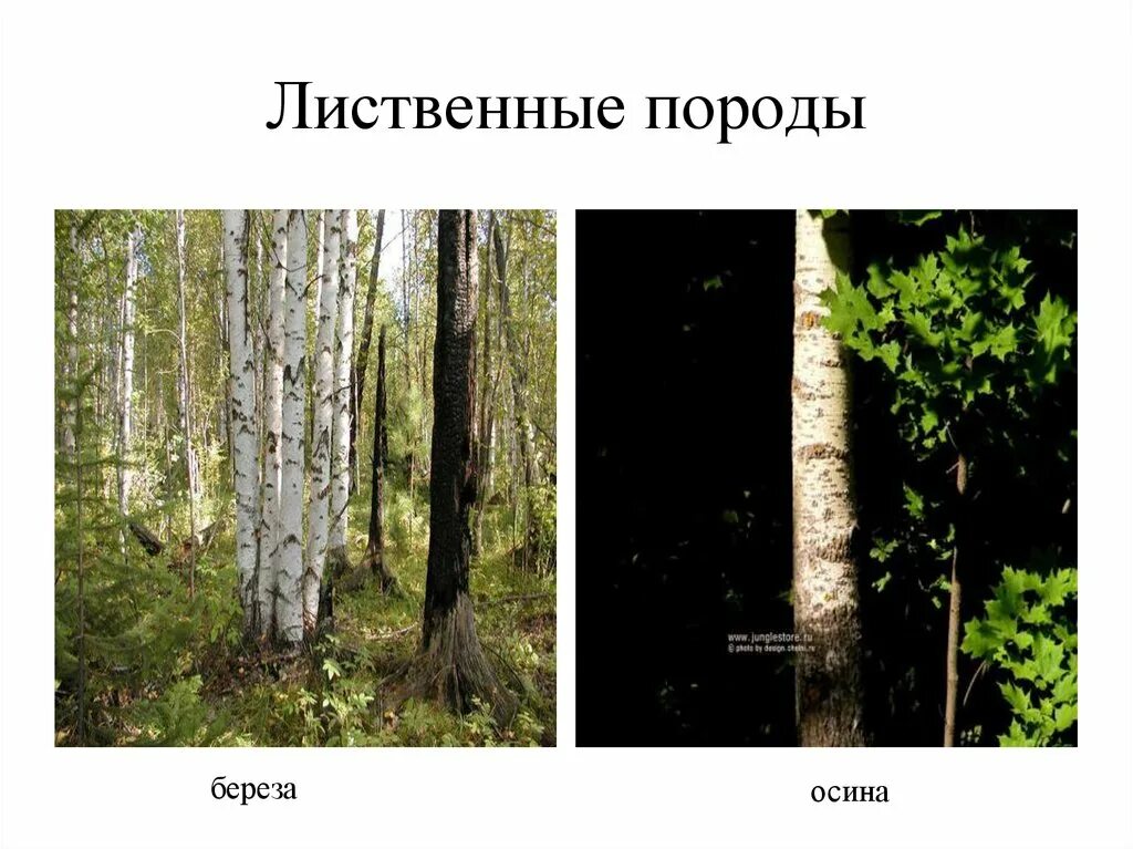 Лиственные породы. Осина отличие от березы. Твердолиственные породы. Мягколиственные породы. Какие отношения складываются между осиной и березой