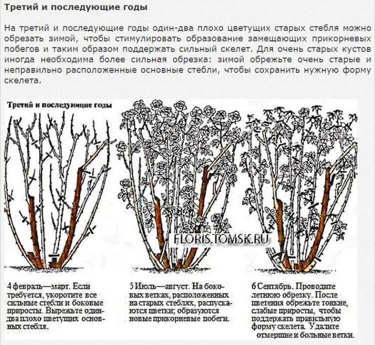 Схема обрезки роз флорибунда. Обрезка плетистой розы летом. Обрезка плетистой розы осенью. Обрезка шрабов роз весной. Когда обрезать розы весной в средней полосе