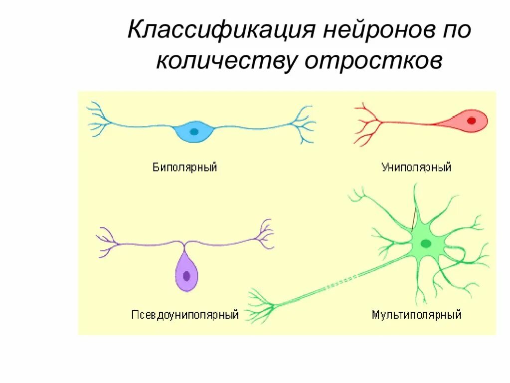Группы нервных клеток. Классификация нейронов по количеству отростков и функции. классификация нейронов по отросткам. функциональная классификация нервных клеток. классификация нейронов схема.