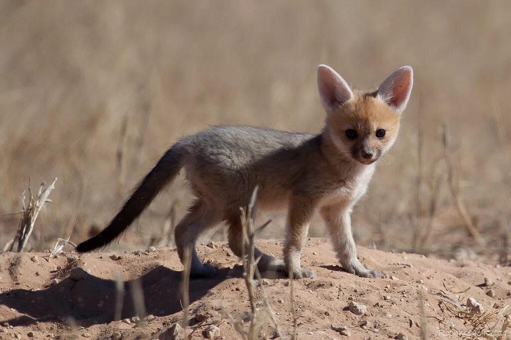 Африканская лисица Vulpes pallida. Афганская лисица (Vulpes Cana). Южноафриканская большеухая лисица. Большеухая американская лисица.