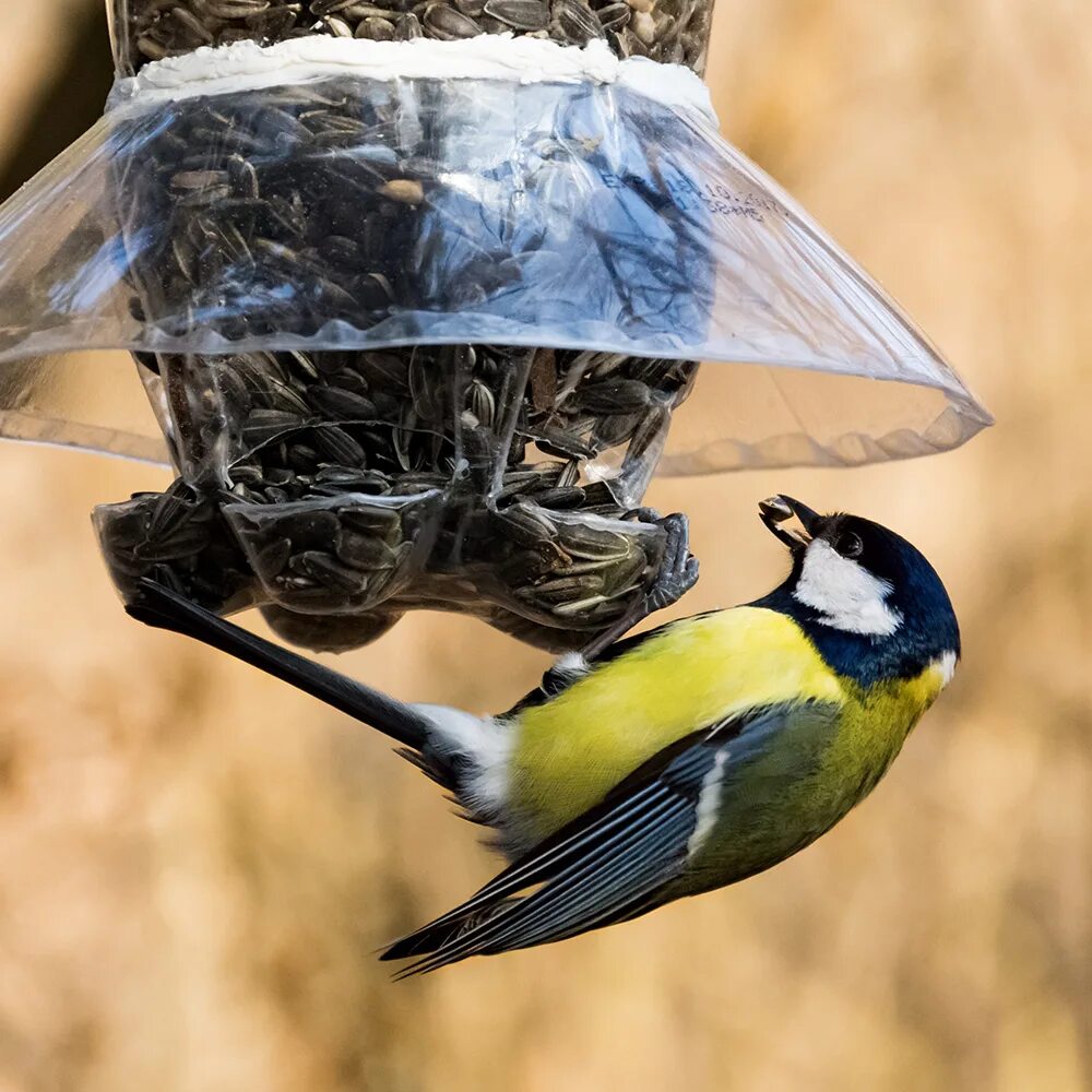 Кормушка для птиц синица. Синичкам можно семечки. Кормление птиц. Синичка ест семечки. Корм для синичек.