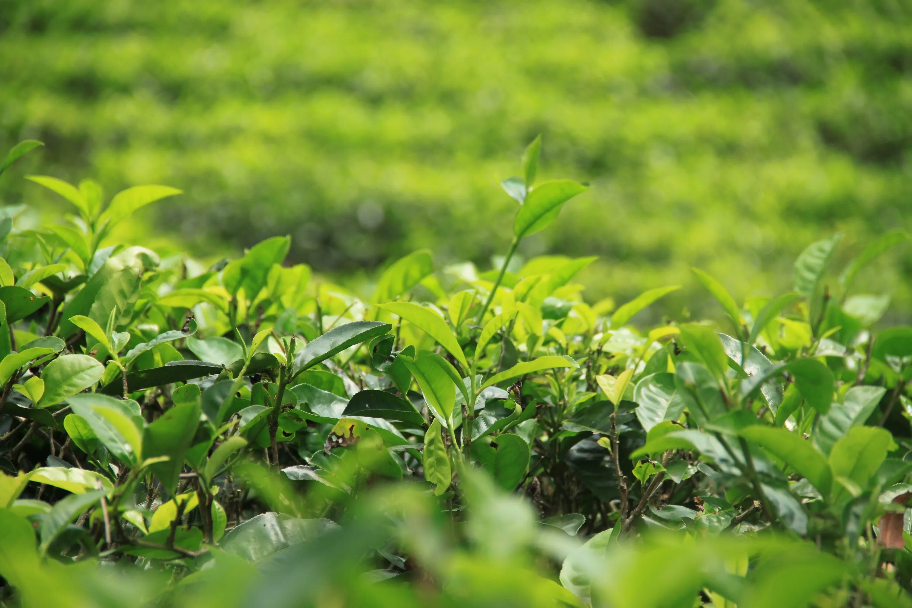 Зеленый чай шри ланка. Зеленый фон природа чай. Чай из Шри Ланки.