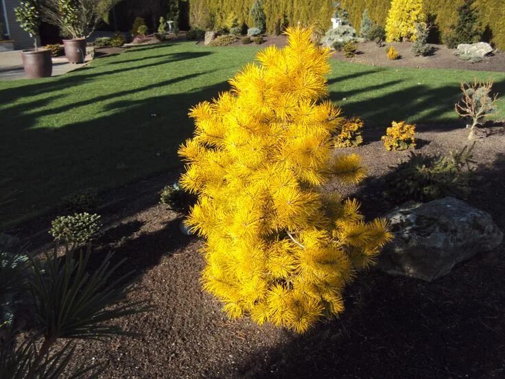 Желтая хвойные. Желтая хвойные. Pinus sylvestris aurea. Сосна обыкновенная ауреа pinus sylvestris aurea. Pinus contorta chief joseph.