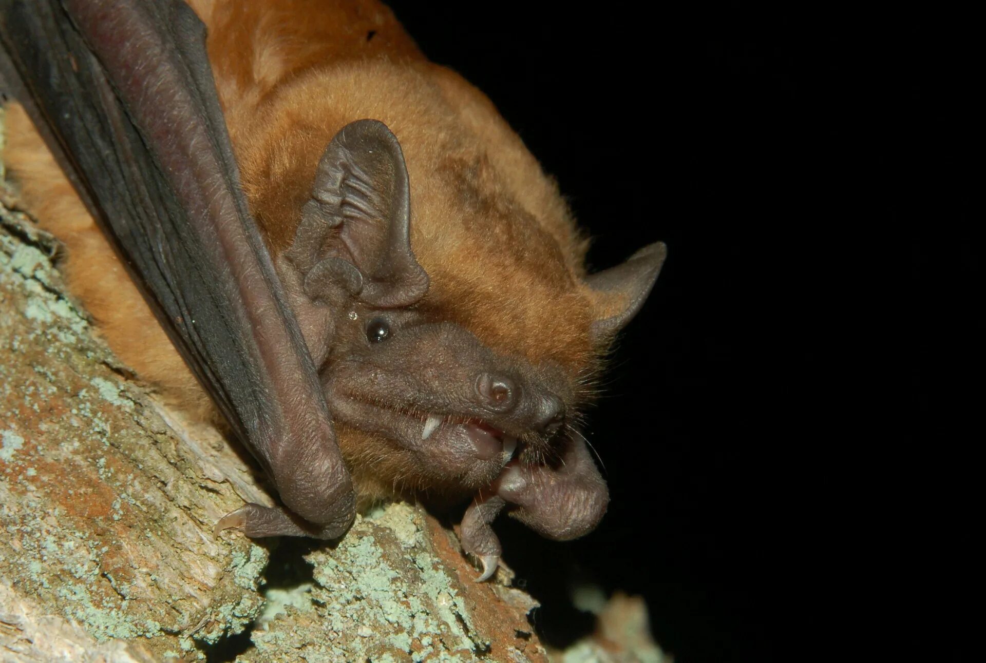 Рыжая летучая мышь. Вечерница рыжая nyctalus noctula. Вечерница рукокрылые. Рыжая вечерница - nyctalus noctula (schreber, 1774). Вечерница рукокрылые.