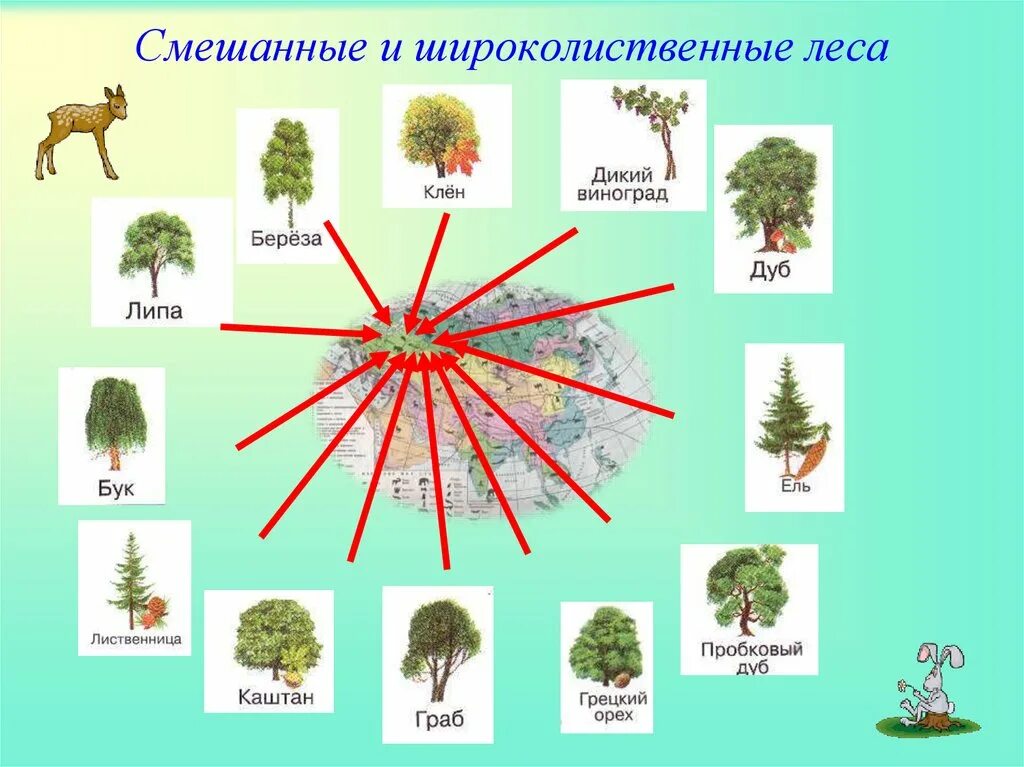 Растения смешанных лесов 4 класс окружающий мир. Растительный мир смешанных и широколиственных лесов в россии. евразия материк растительный мир. зона смешанных и широколиственных лесов растительный мир. растительный мир в смешанных и широколиственных лесах россии.