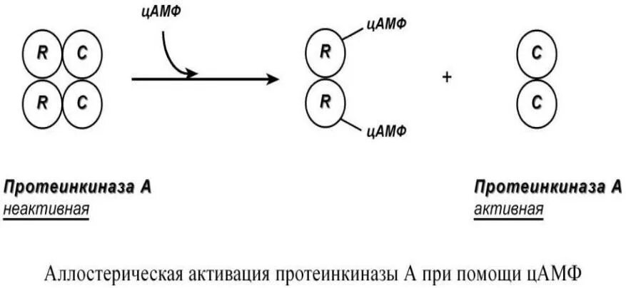 Белок белковое взаимодействие схема. Белок-белковые взаимодействия ферментов примеры. Регуляция белок-белковыми взаимодействиями. Регуляция с помощью белок-белковых взаимодействий пример. Белково белковые взаимодействия