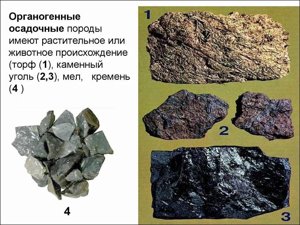 Морская осадочная порода. Органогенные осадочные горные породы. Органогенные минералы осадочные. Органогенные породы. Осадочные породы органогенного происхождения.