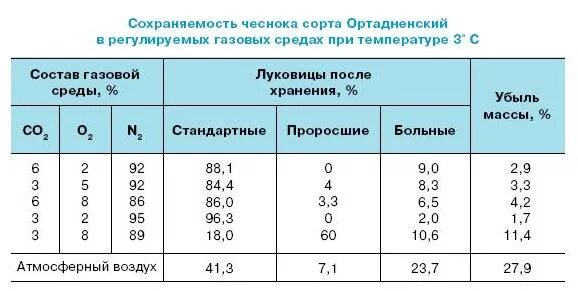 Температура хранения чеснока. Оптимальная температура для хранения чеснока.