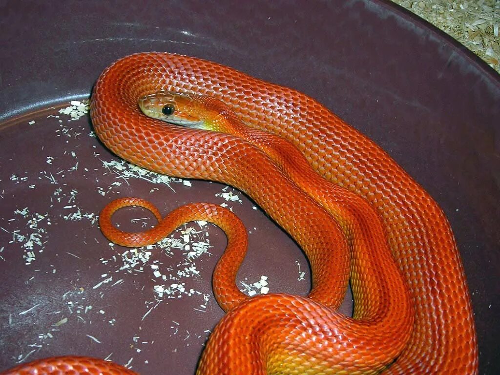 Где змеи как называются. Красноголовый Крайт змея. Красноголовый полоз. Оранжевый полоз змея. Змеи полоз оранжевый.