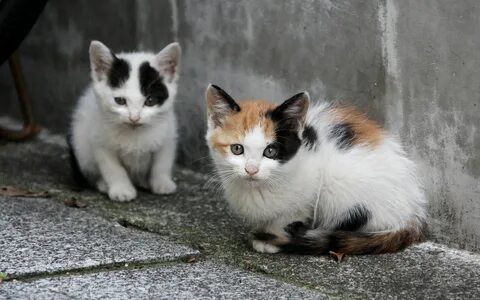 Фото бездомных кошек