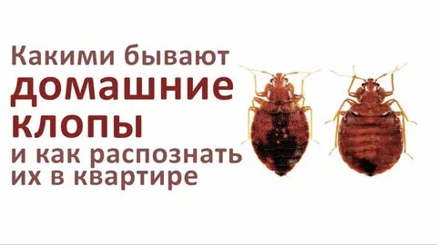 Сколько выводятся клопы