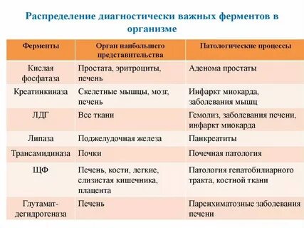 Какова роль ферментов в живых клетках