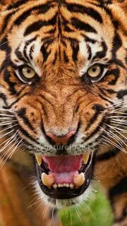 Oscal tiger