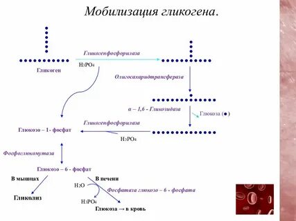 Мобилизация гликогена в печени
