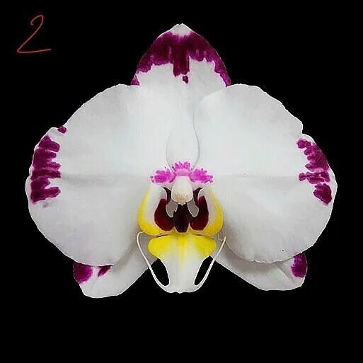 Phal. King Car Dalmatian 2.5