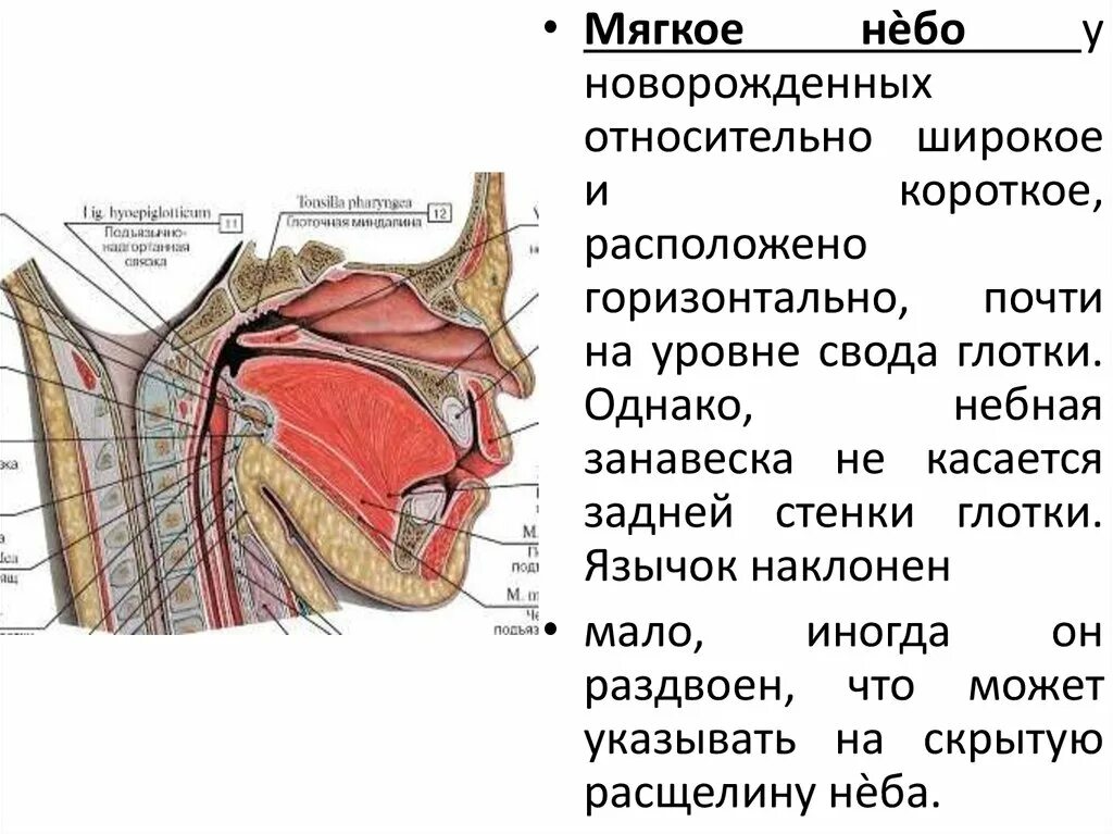 Мягкое небо является. Мягкое небо расположено.