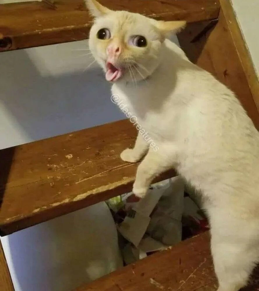 Рыгающий кот. Рыгающий кот