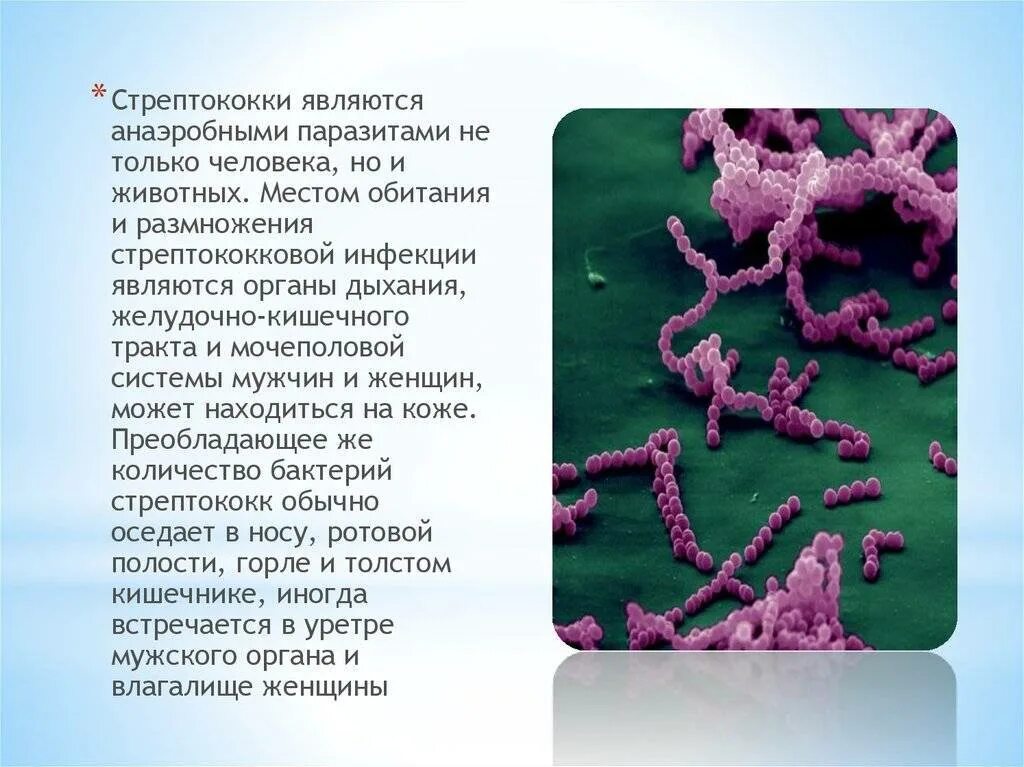 Стрептококки кишечная инфекция. Анаэробные стрептококки микроскоп. Стрептококки среда обитания.