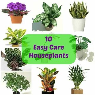 Easy plants