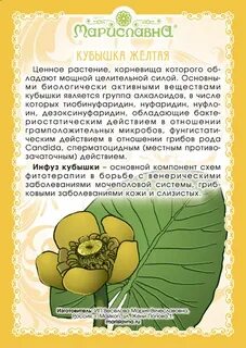 Кубышка желтая корень