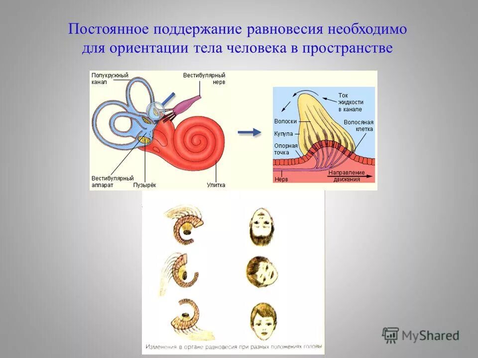 поддержание равновесия