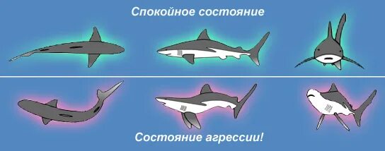 Почему акулы постоянно в движении. Акулы всегда в движении. Почему акула всегда в движении. Акулы постоянно в движении. Почему акулам надо постоянно двигаться.