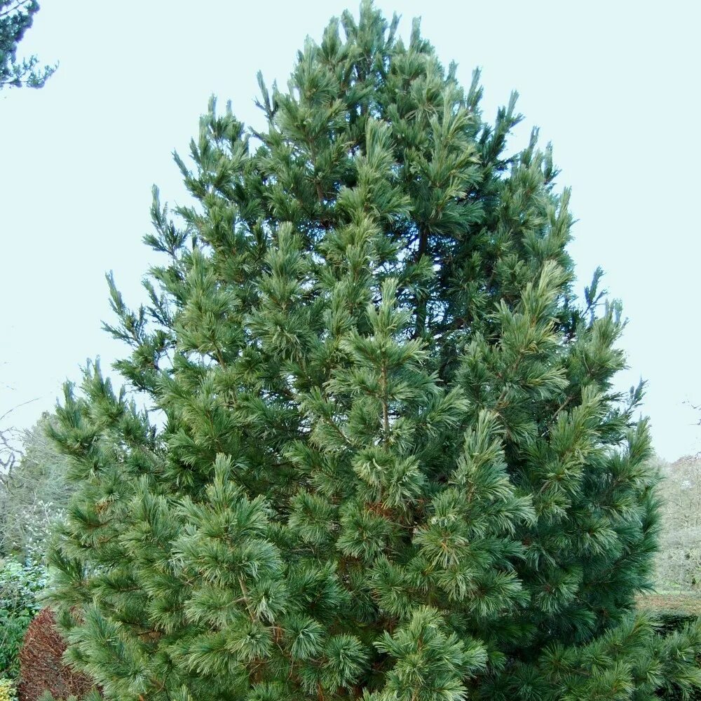 Кедр в подмосковье. Кедр сибирский сосна сибирская pinus sibirica. сосна кедровая pinus cembra. сосна кедровая европейская pinus cembra. сосна кедровая европейская glauca.