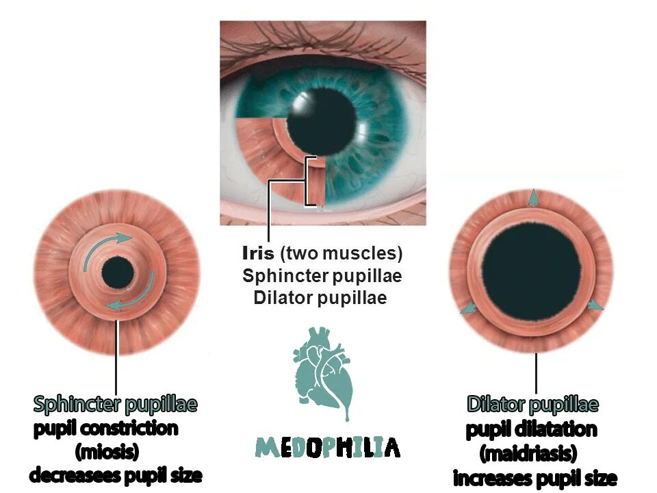 Dilatator pupillae. Мышцы зрачка. Дилататор зрачка (m. dilatator pupillae). Sphincter pupillae и m. ciliaris..