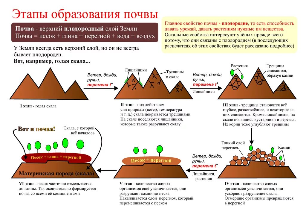 Установите последовательность образования почвы