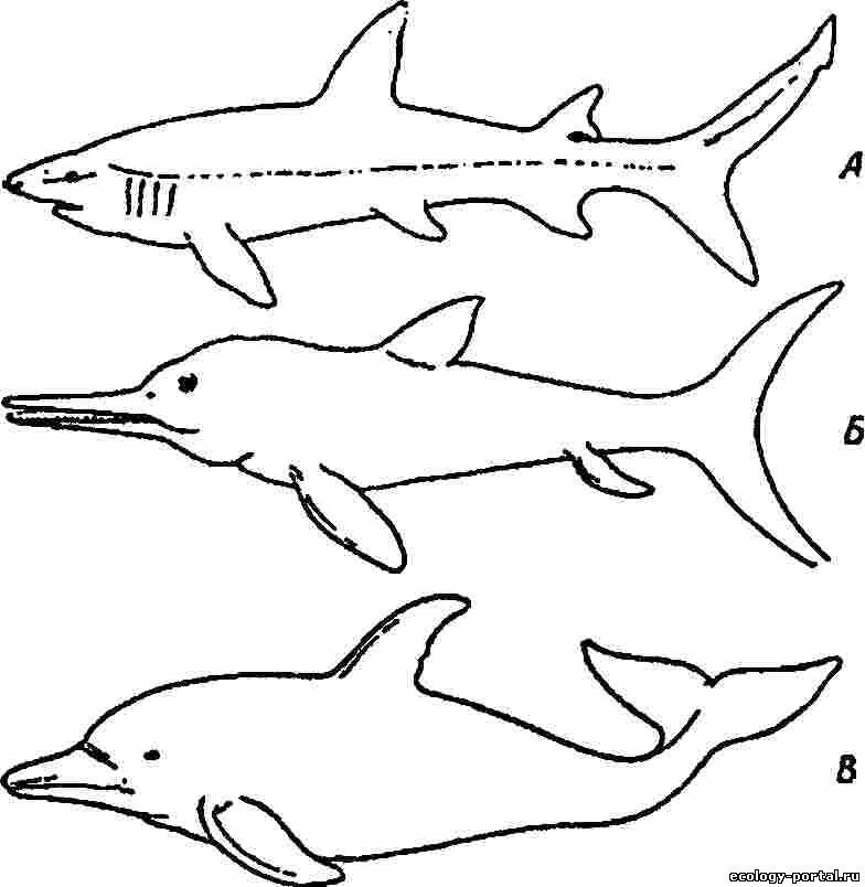 Акула ихтиозавр. Акула Ихтиозавр Дельфин. Конвергенция Ихтиозавр. Дельфин Ихтиозавр конвергенция. Конвергенция акула Дельфин.