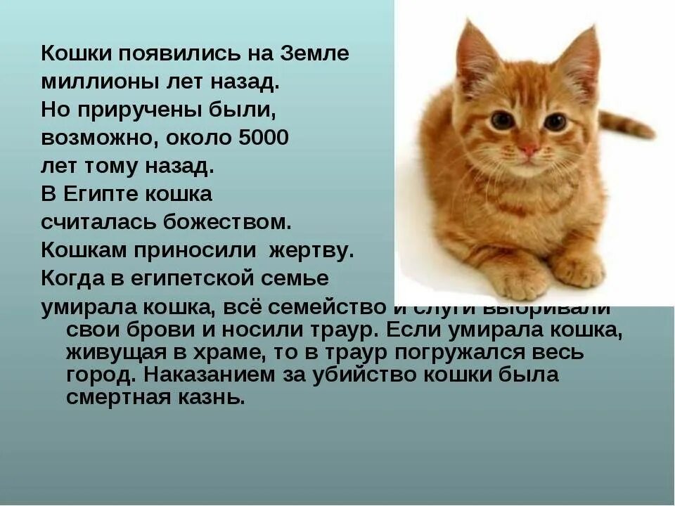 Описание домашнего кота 2 класс. Описание домашнего животного кошки. Рассказ про кошку. Рассказ о домашних кошках. Маленький рассказ про кошку.