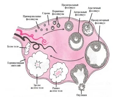 Что такое фолликулярные яичники у женщин